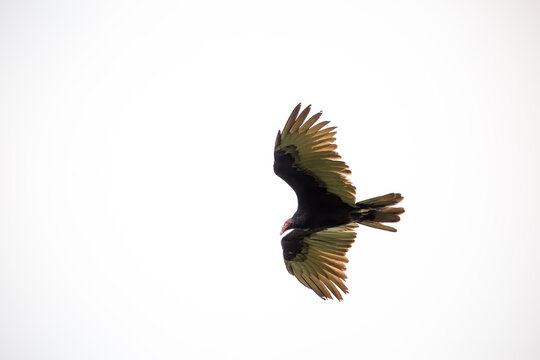 Turkey vulture on the wing