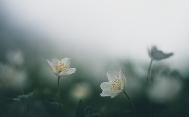 wood anemone spring white flower vintage lens rendering