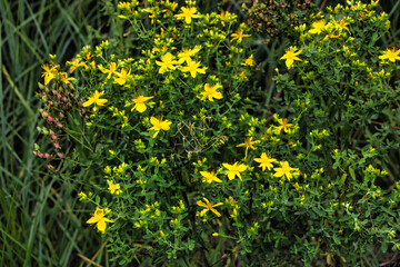 Gelbe Blumen in einem grünen Busch 