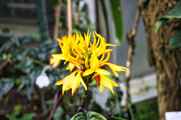 Indisches Blumenrohr wunderschöne kleine Blume welche an kleine Flammen erinnert