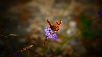 Butterfly on flower