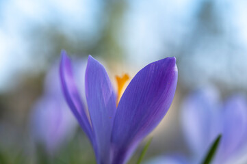 Fototapeta premium crocus violet
