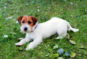 Jack Russell Terrier wirehaired lying on the grass and leaves. Jack russel Terrier puppy