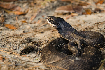 Eastern Hognose Snake showing it's Hood - Heterodon platirhinos