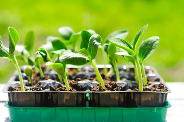 sprouts of pumpkin and zucchini from seeds in peat pots. growing healthy food in the garden
