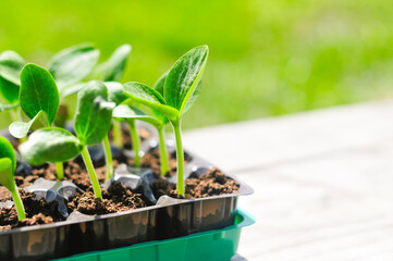 sprouts of pumpkin and zucchini from seeds in peat pots. growing healthy food in the garden