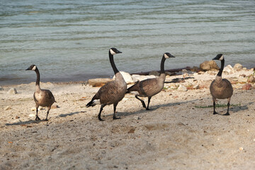 Aphids on the gac fruit flower. Cochinchin Gourd Gac, Momordica Cochinchinensis fruit on vine