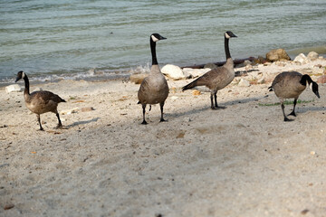 Geese, goose, on the beach, with dry branch.