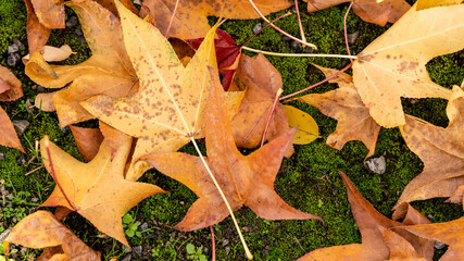Fototapeta premium automnal feuille nature forêt jolie 