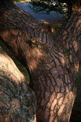 Fototapeta na wymiar Rough texture of pine tree. 