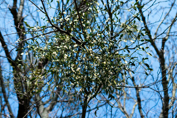 Mistletoe berries growing on a tree. White mistletoe in nature