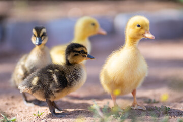 ducklings in the grass