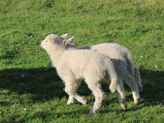 lambs walking together in the field