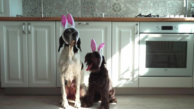 Two funny dogs with with easter bunny ears sitting in the kitchen, and look together in one direction and and then one dog leaves. Pointer senora and miniature schnauzer puppy. Dogs and Easter