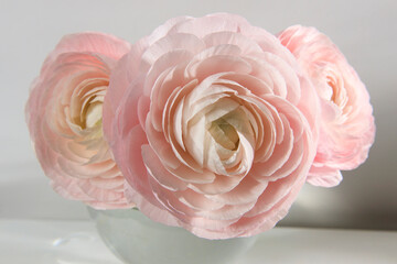 Three pale pink ranunculus in a transparent round vase on the white windowsill. Copy space. Place...