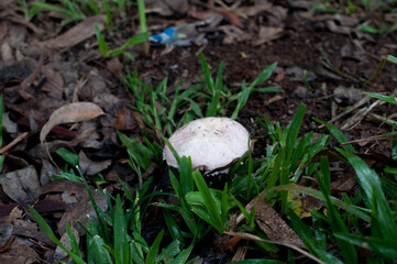 Photograph of a mushroom on grass on a rainy day 