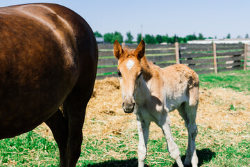 Fototapeta premium Horse mare and her very small foal on a farm