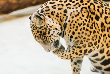 Chinese leopard or North China leopard in a zoo