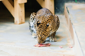 Chinese leopard or North China leopard in a zoo