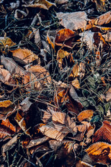 fallen autumn leaves
