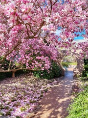 pink blossoms in spring