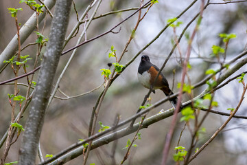 Spotted Towhee