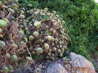 Green and pink succulents and climbing waxy leafed plants grow over rocks on Alcatraz Island.