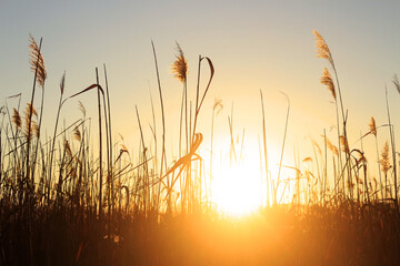 Summer sunset in the reeds