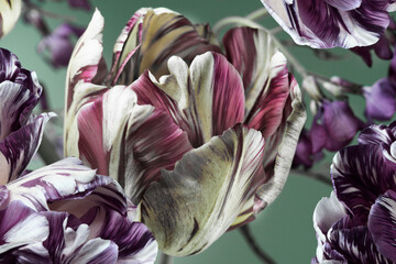 tulips close-up, purple and white petals, abstract botanical wallpaper.