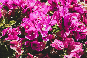 pink flowers