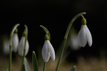 White snowdrop flower close-up in natural environment. Hard sunlight daylight.