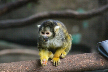 monkey on tree branch