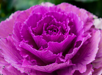 pink cabbage