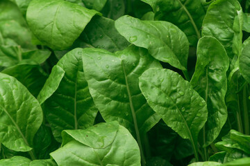 close-up of chard growing in the garden