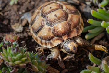 Baby turtle on earth with succulent plant shoots