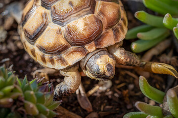Baby turtle on earth with succulent plant shoots