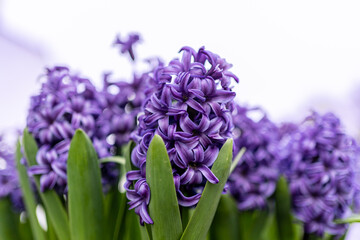 purple hyacinth flowers in a square wooden pot on a white background