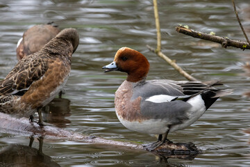Male Cinnamon Teal