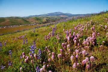 Obraz premium Spring Flowers Blossoming in Tri-Valley, California
