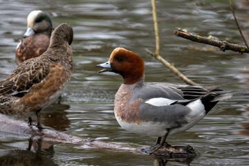 Male Cinnamon Teal