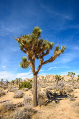 Fototapeta premium Joshua Tree National Park, Mojave Desert, California