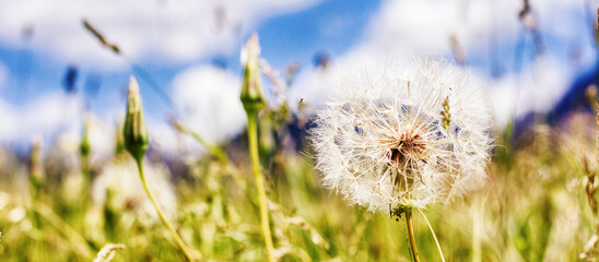 Dandelion at the meadow. Spring day. Closeup view.