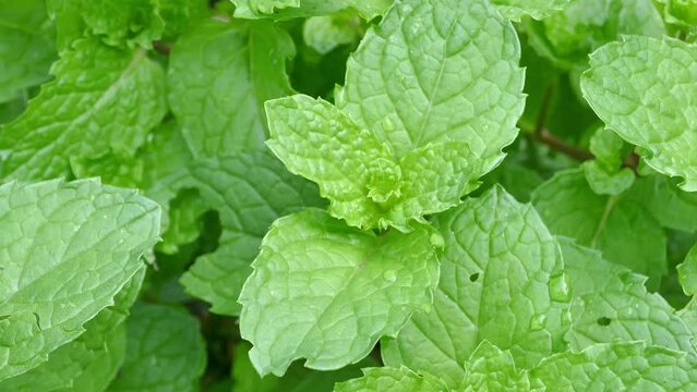 peppermint View Camera pan zoom in and out.
