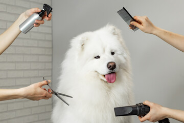 portrait of a Samoyed dog on grooming 
