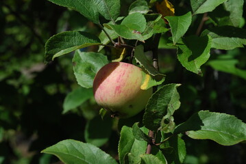Yellow-green apple with a red side. On a thin brown branch among the green leaves of an apple tree, an apple of yellow color and medium size has grown. One side of him started to turn red.