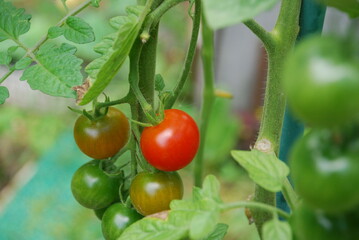 Small tomatoes grow on a branch. Cherry tomatoes hang on a branch of a tomato bush among green leaves and stems. Some of them have already begun to ripen and turn red, some are still green.