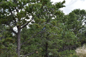 Blue Jay on a branch
