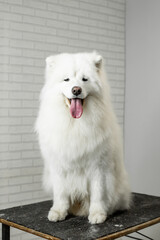 portrait of a samoyed dog on grooming