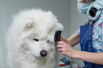 groomer combs the fur of a cute white dog breed samoyed