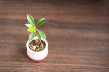 Green plant in a pot on a wooden table